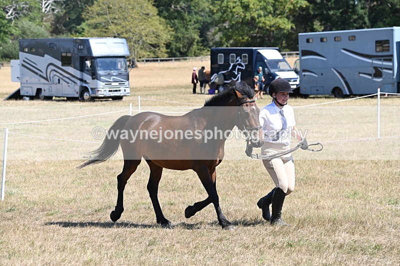 WJ6_8563 - Class 37b Best Loan Pony In-hand