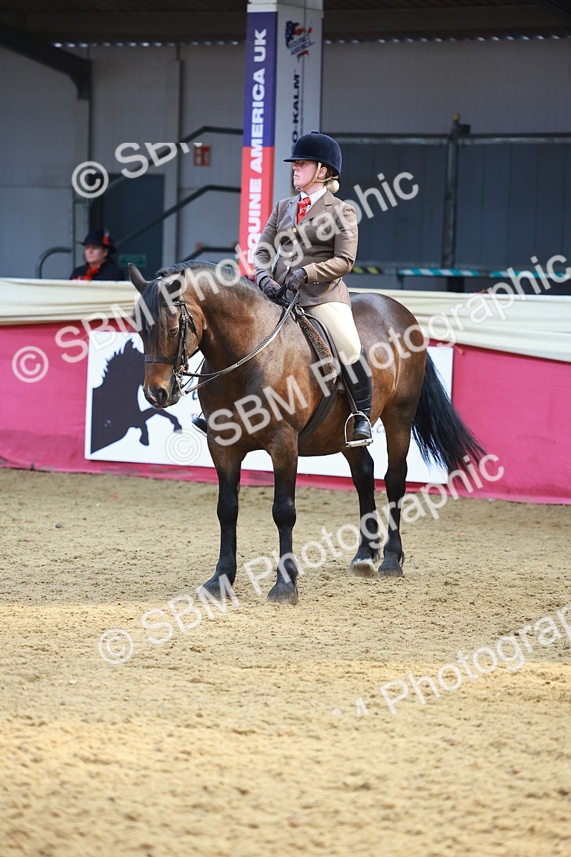 SBM_12669 - Class 103 - HOYS Veteran Qualifier - Ridden Pre Vet