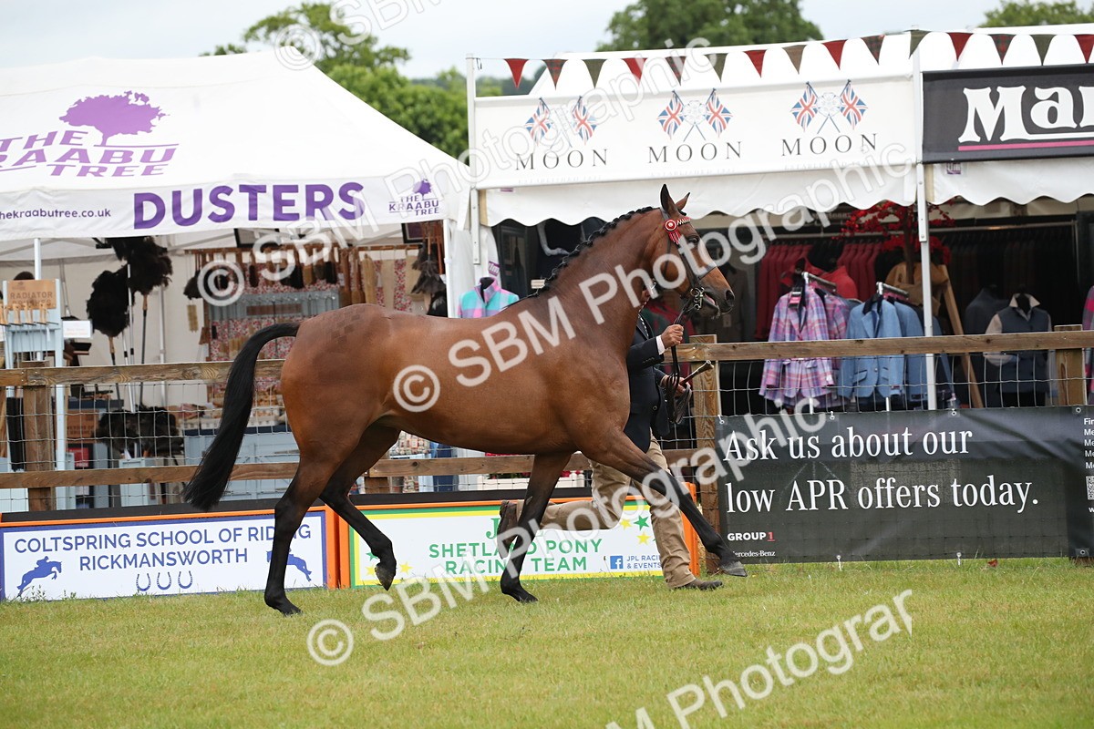 SBM_00127 - Class 17-20 - Arab & Part Bred - Anglo Arab In Hand
