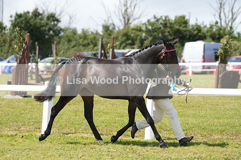 DSC06323 - Class 54: Hunter/Riding Horse/Hack 1 & 2 yr olds