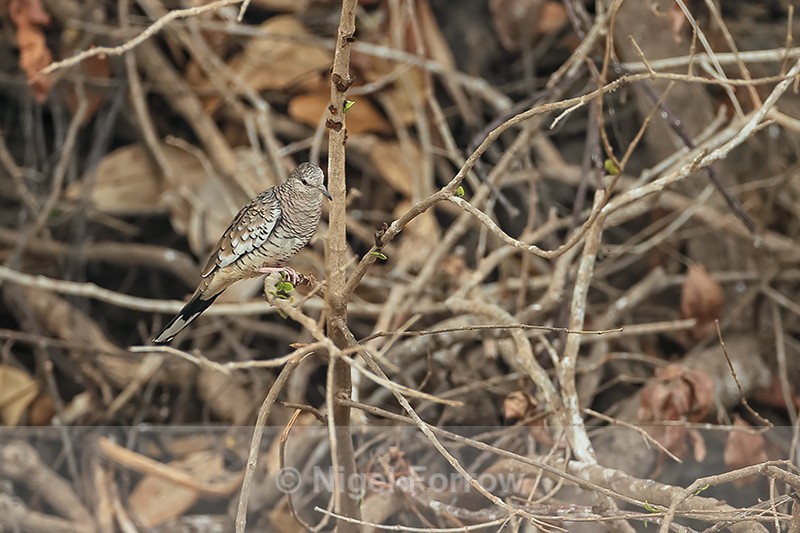 Scaled Dove perched, Pantanal, Brazil - Scaled Dove
