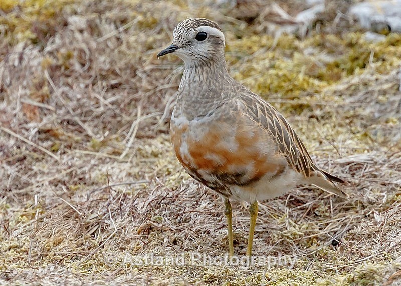 Astland Photography, Bird and Wildlife Images, Susan and Peter Wilson, U.K.