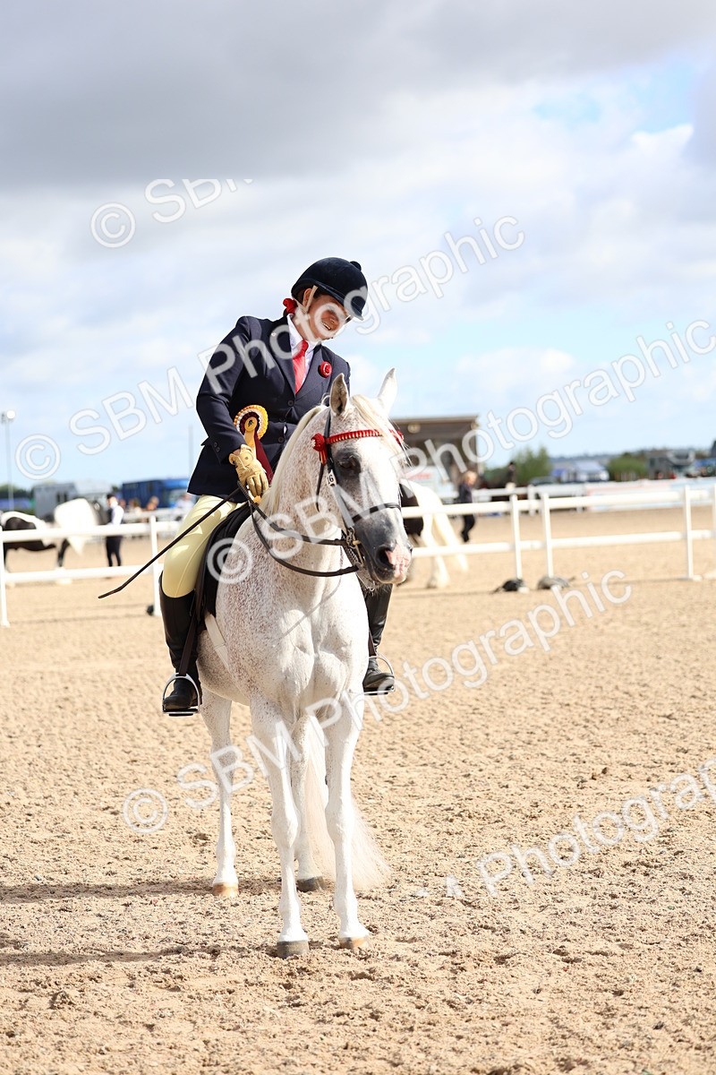 SBM_09179 - Class 303 - Ridden Pure Bred Horse Pony