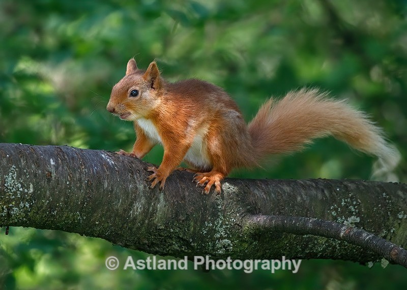 Red Squirrel - Latest Images
