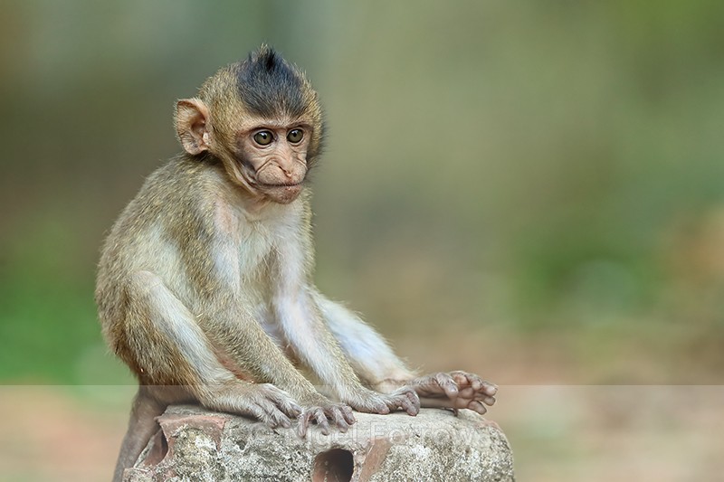 Young Long-tailed Macaque, Gao Giong, Vietnam - Monkey