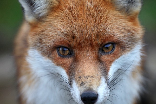 Red Fox Warning_ AGTO99 - Wildlife, Mammal Photography, Great Britain