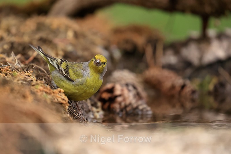 Citril Finch at pool edge, Port del Comte, Spain - Citril Finch