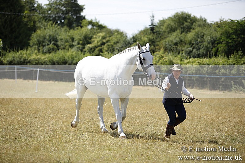 _C7A9728 - BVRC Sow 2018 Ring 2