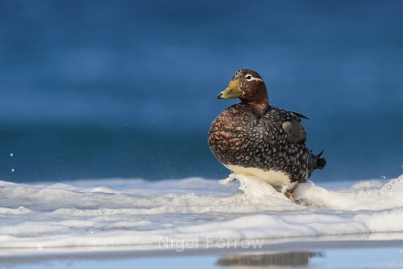Falkland Steamerduck (female) standing in surf, Sea Lion Island - Falkland Flightless Steamerduck