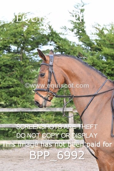 BPP_6992 - RING 1  (RIDDEN HORSES / IN HAND / VETERAN ETC)