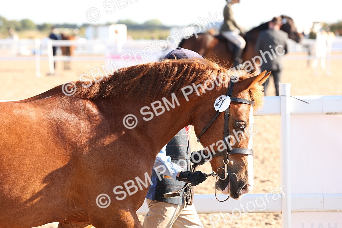 SBM_11623 - Class 203 - Young Handler 11 to 16 years