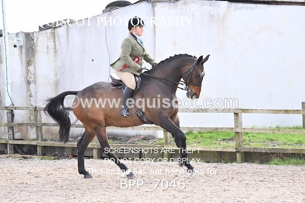 BPP_7046 - RING 1  (RIDDEN HORSES / IN HAND / VETERAN ETC)