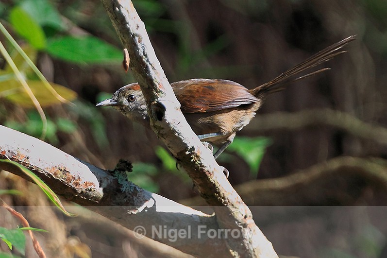 Slaty Spinetail at Leaves and Lizards Retreat - Slaty Spinetail