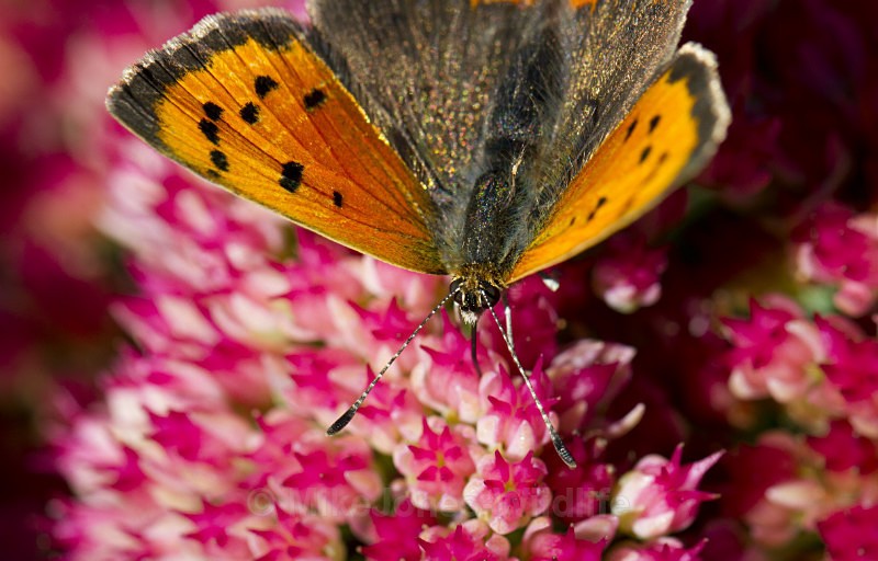 Small Copper Butterfly, Tatton Park, Cheshire - BUTTERFLIES