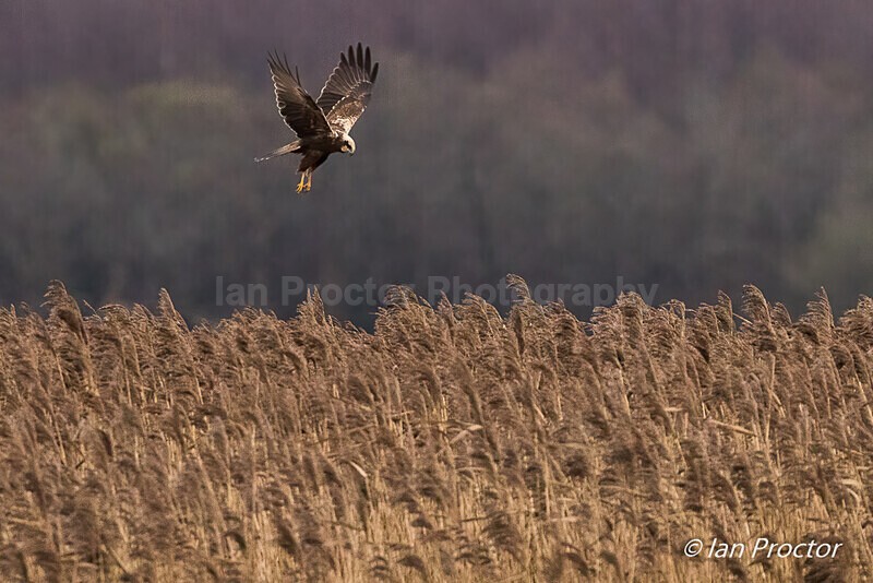 Above the reeds! - Marsh Harrier (Circus aeruginosus) - Nature