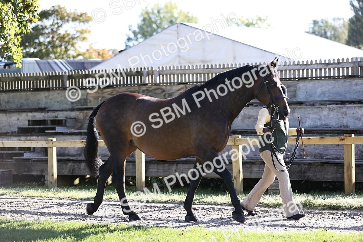 SBM_15684 - S1 - TSR in Hand Horse & Pony Showing