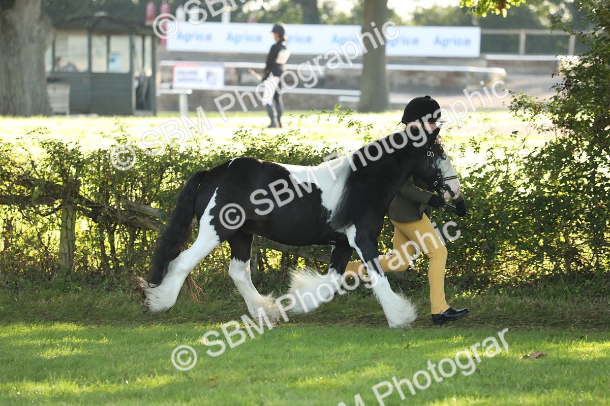 SBM_60859 - S43 - Coloured Pony In Hand