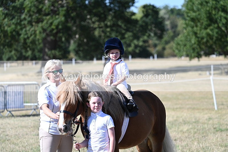 WJ7_1637 - Class 42 Most Handsome Gelding