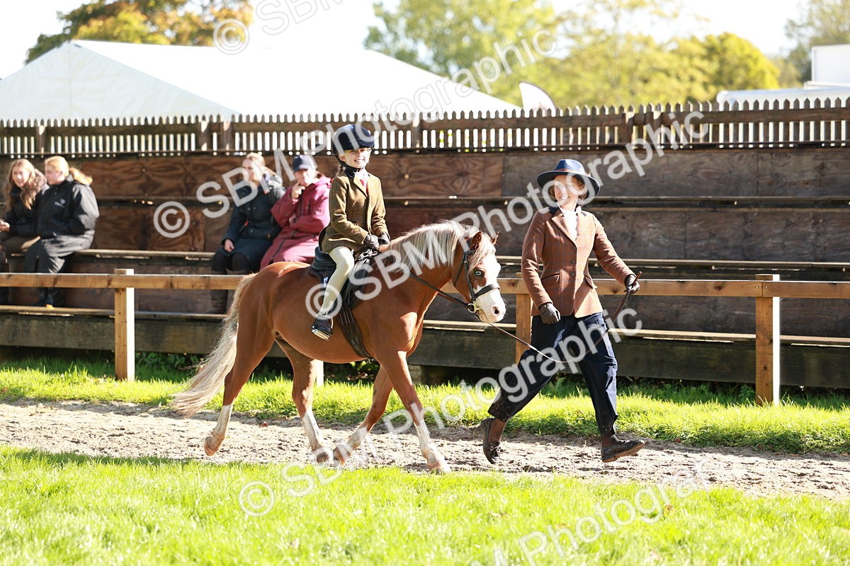 SBM_42148 - S32 - Mountain & Moorland Working Hunter Pony