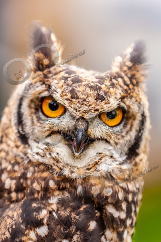 african spotted eagle owl Bubo africanus-3417 - Owls of the World