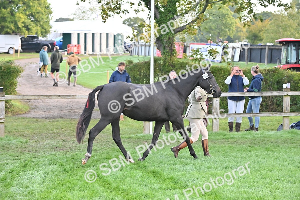 SBM_54599 - S44 - Youngstock In Hand