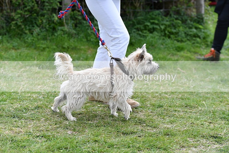 WJ5_0257 - Class 7 Best Terrier