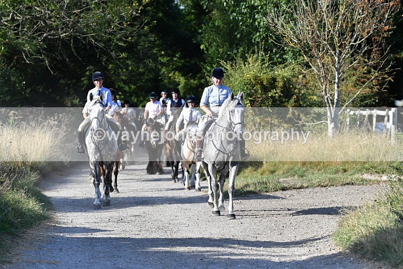 WJ5_4885 - Walk out with the hounds