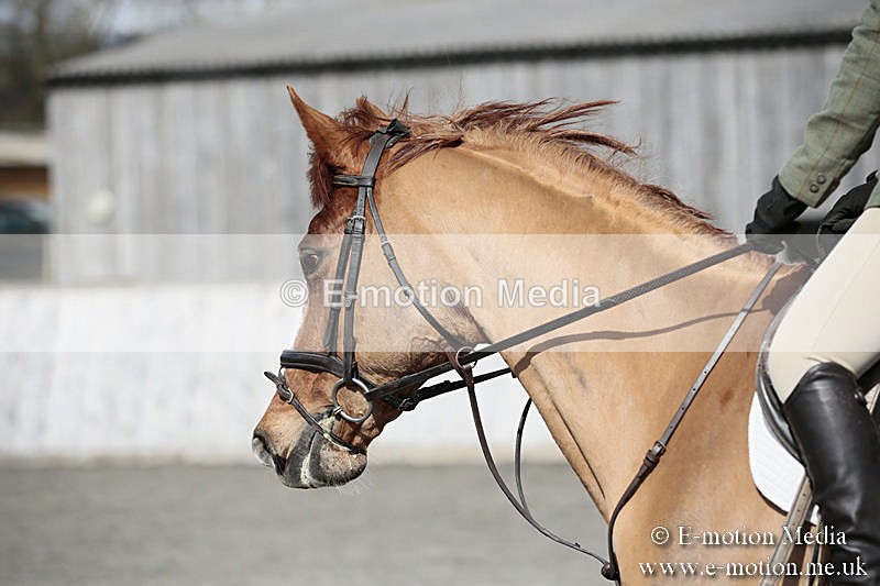 BVRC SJ 170319 336 - Bourne Valley Riding Club Showjumping 17/03/19