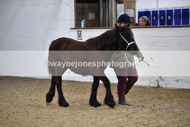 WJ5_3360 - Class 1 Youngstock