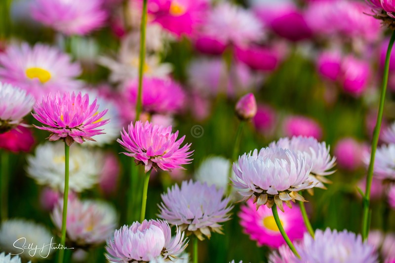 Pink Paper Daisies Growing