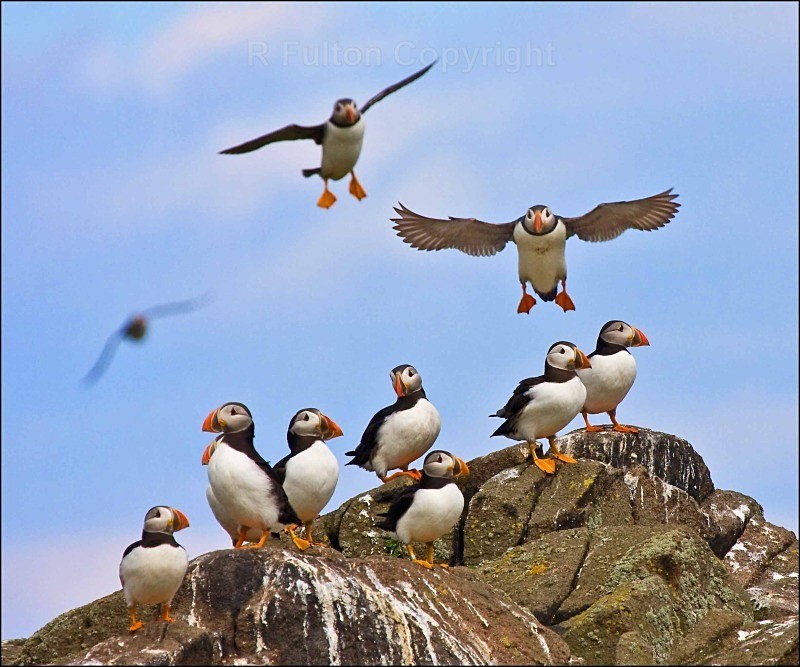 Puffin Colony - Nature