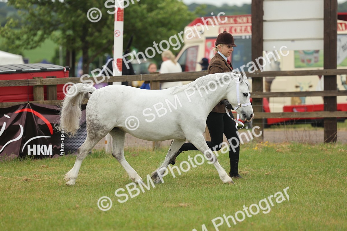 SBM_01495 - Class 50-57 - M&M Welsh Pony In Hand