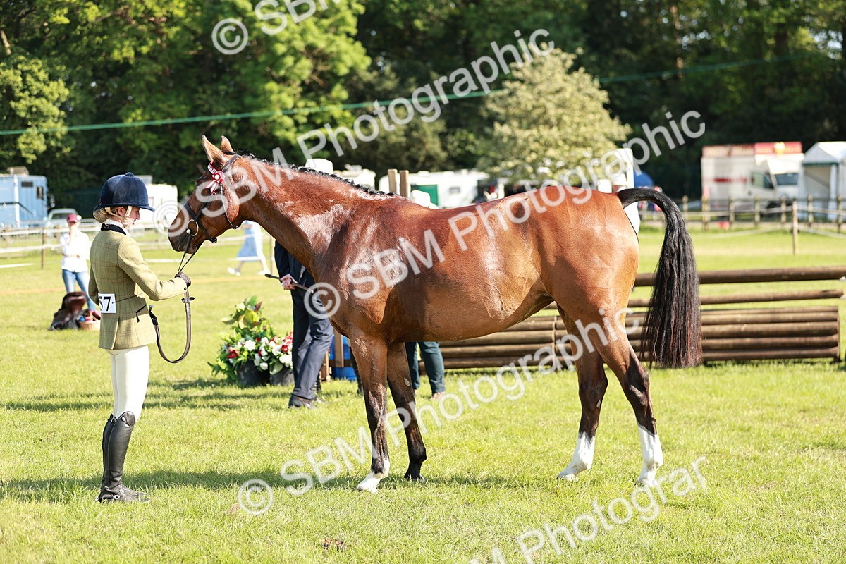 SBM_19305 - Class 115-116 - LIHS BSHA Rising Star Working Hunter & Show Horse