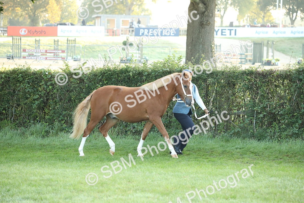 SBM_57786 - S42 - Youngstock