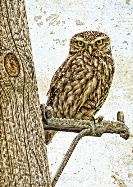  - The Photographic Angle - Wildlife Exhibition