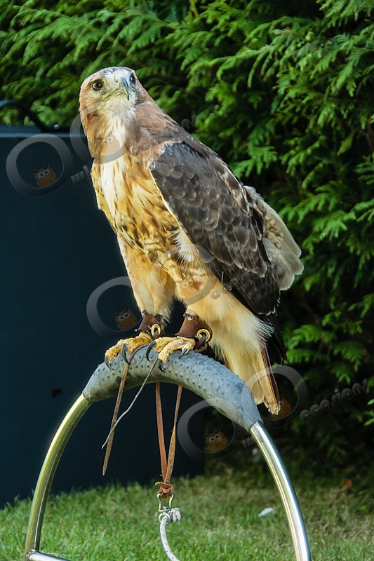 Red Tailed Hawk Maizie - Our Birds