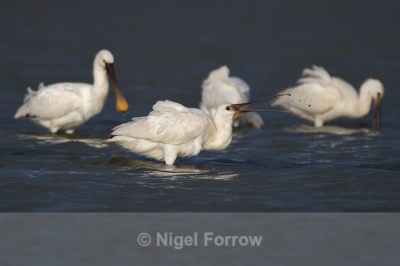 Spoonbills feeding in the Lagoon on Brownsea Island - Spoonbill