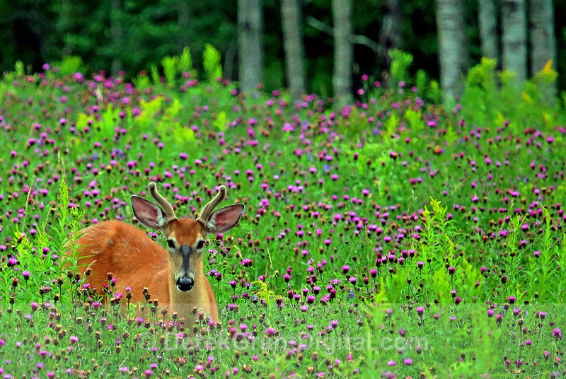 Young Buck in Knapweed