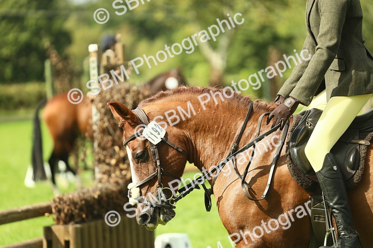 SBM_44577 - S31 - Working Hunter Pony