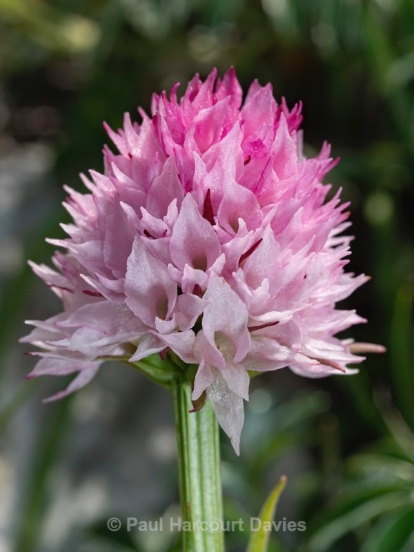 Widder's Vanilla orchid (Nigritella widderi syn Gymnadenia widderi) - Wild Orchids 2020