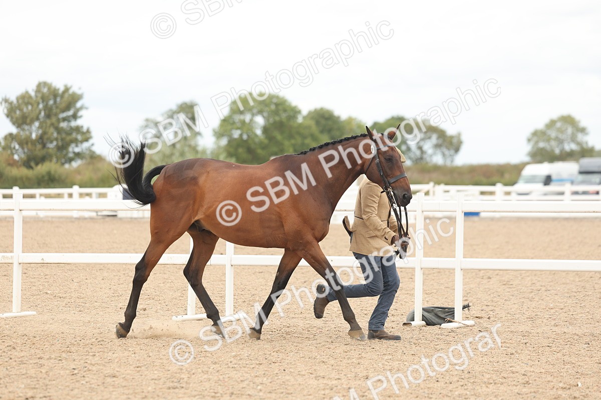 SBM_17046 - Class 313 - IH Retired Racehorse