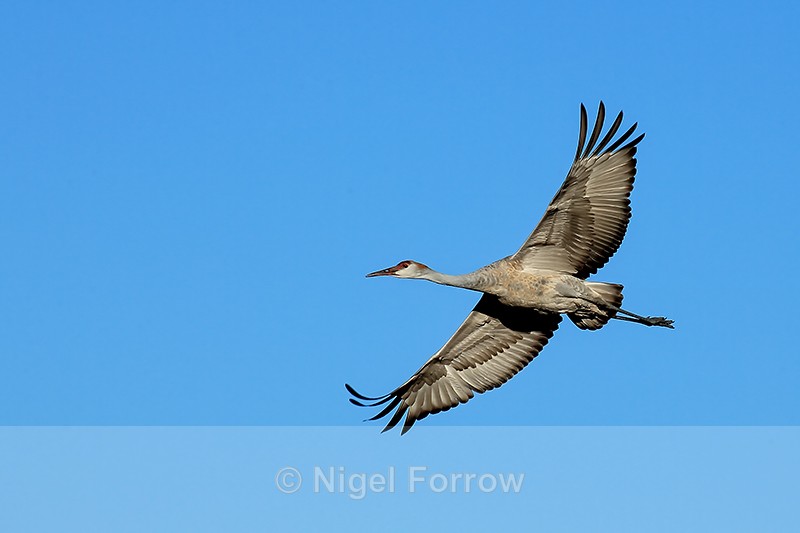 Sandhill Crane (immature) in flight, Bosque del Apache, New Mexico - Sandhill Crane