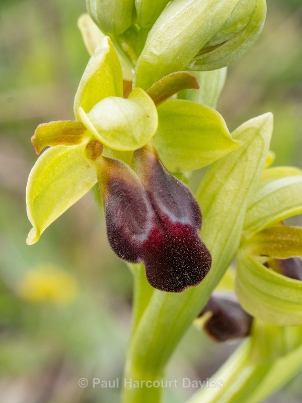 Dark Ophrys (Ophrys fusca subsp. funerea) - Wild Orchids - 2