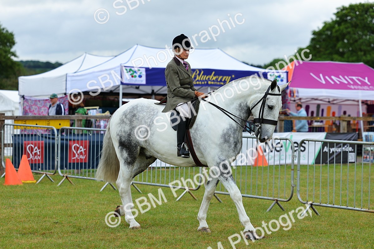 SBM_02469 - Class 9-11 Side Saddle including LIHS Rising Star Ladies Show Horse