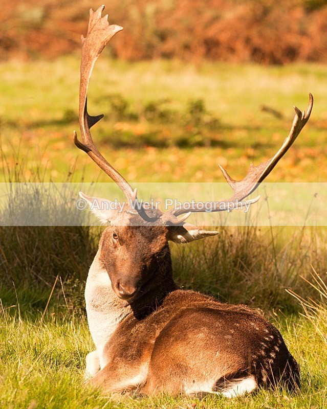 20111022-_MG_6829 - Fallow Deer
