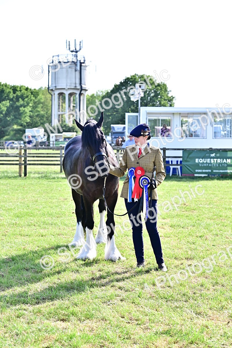 SBM_10170 - Class 63-65 - Traditional Gypsy Cobs In Hand & Ridden