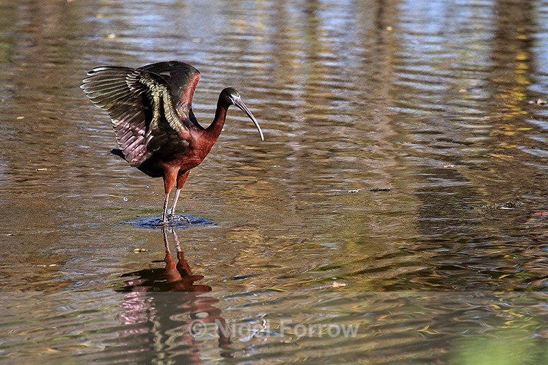 Glossy Ibis with raised wings, Wakodahatchee Wetlands, Florida - Glossy Ibis