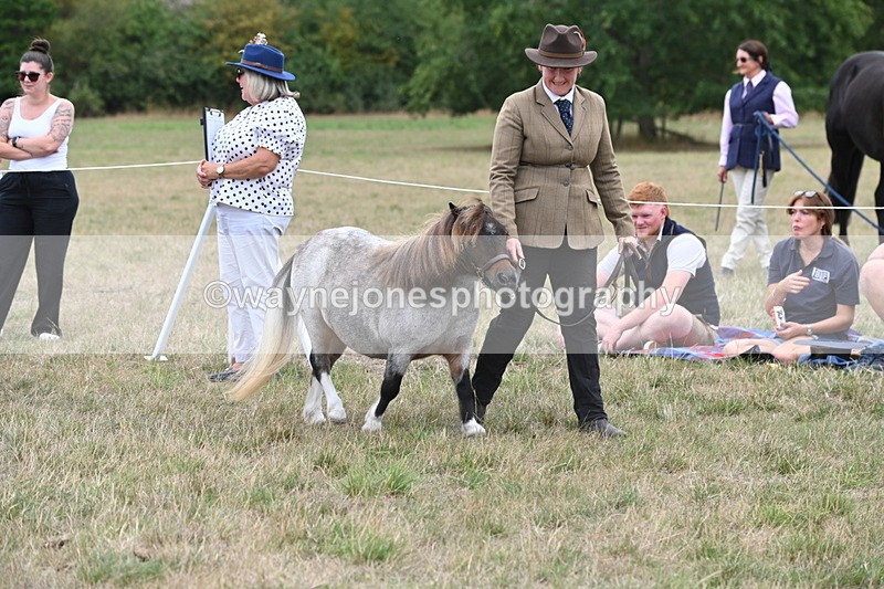 WJ6_5202 - Class 18 In-hand Coloured