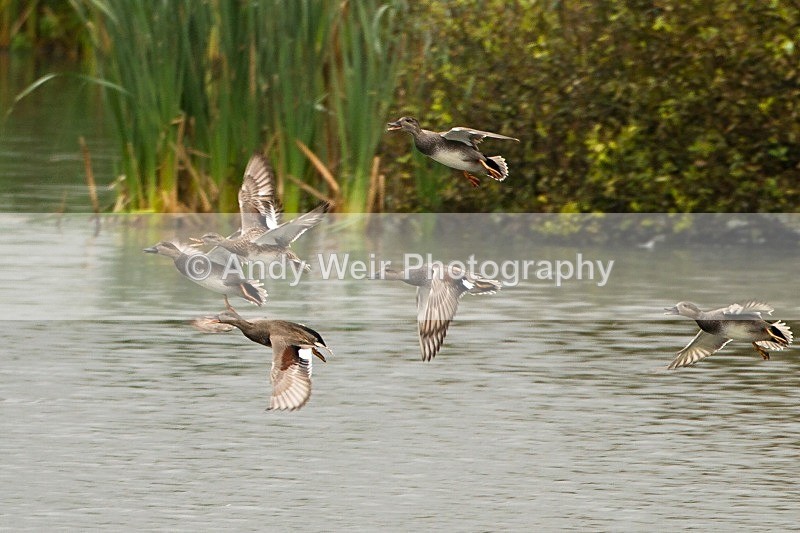 20121001-_MG_0484 - Gadwall