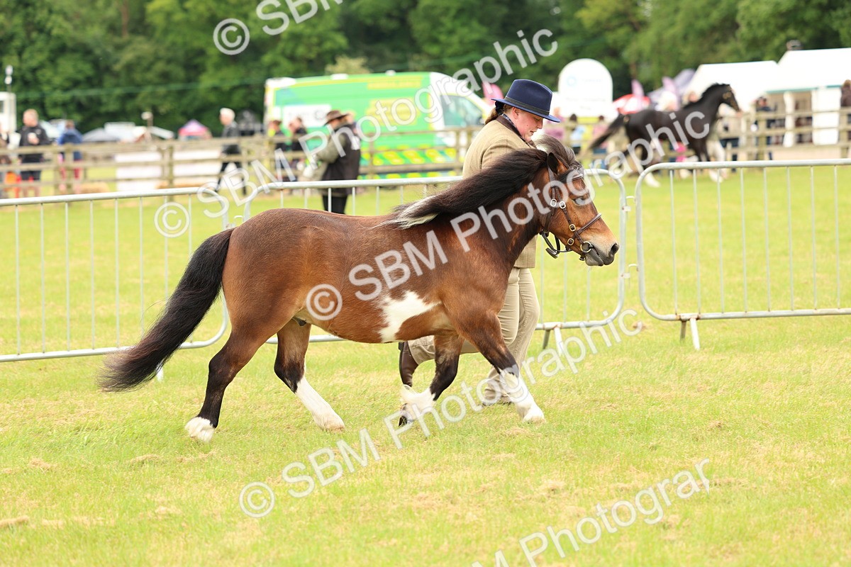 SBM_04418 - Class 64-67 - Shetland Pony In Hand